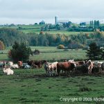 Dans le pré, champ de vaches