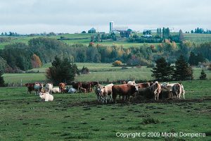 Dans le pré, champ de vaches